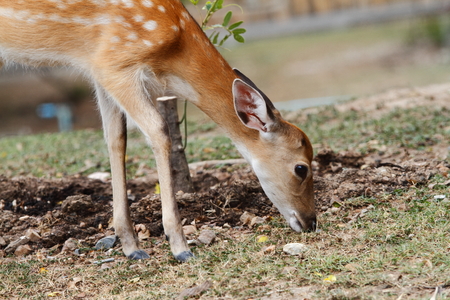 Deer lawn leisureの写真素材