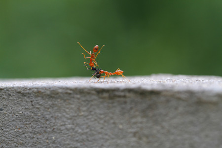 ants go hand in handの写真素材