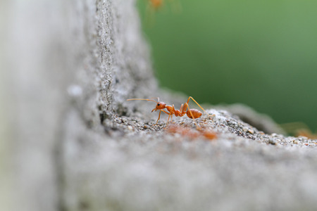 ants go hand in handの写真素材