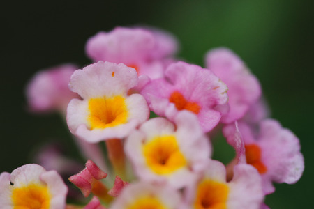 pink and yellow Flower