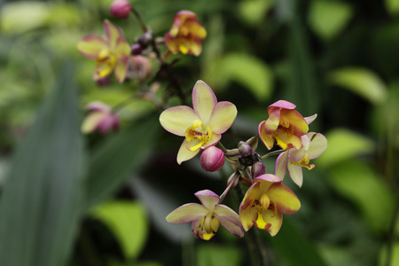 thai orchidsの写真素材