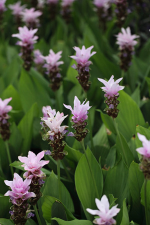 orchidsの写真素材