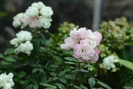 rose