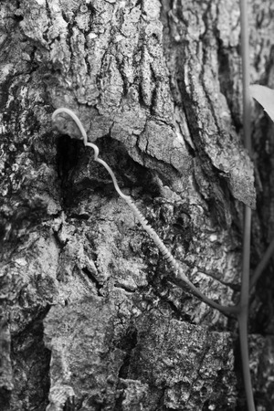 Black and white Wooden texture backgroundの写真素材