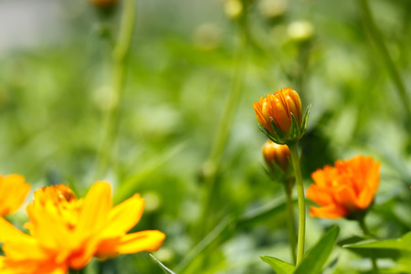 Orange Flowerの写真素材