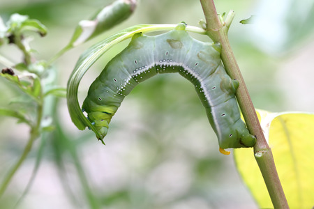 Worm close up