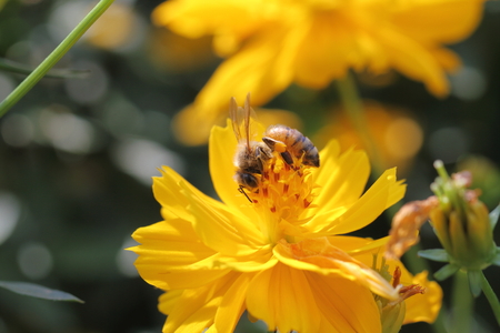 BEE and Flower