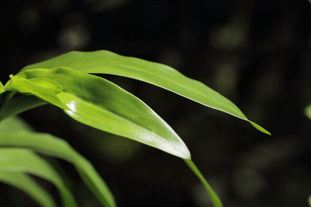Leaf