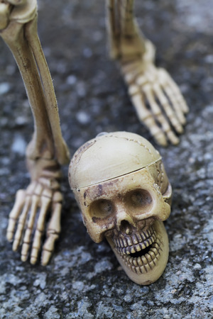 Toy skeleton for Halloweenの写真素材
