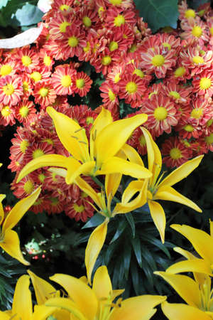 yellow flowers in the flower gardenの写真素材