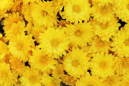 yellow flower