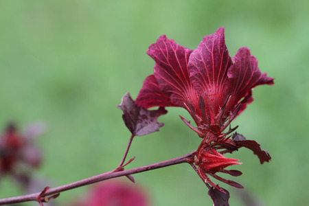 red flowerの写真素材