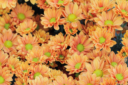 Orange flower