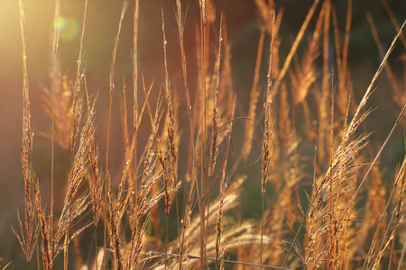 Evening Sun on dry grass.