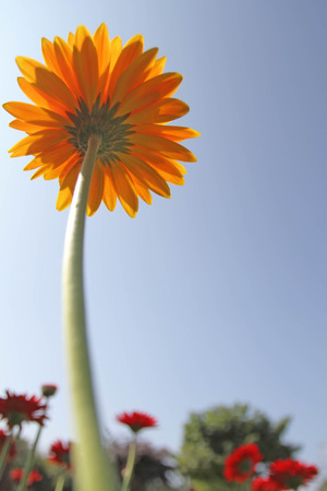 orange flowerの写真素材