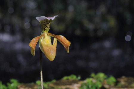 orchidの写真素材