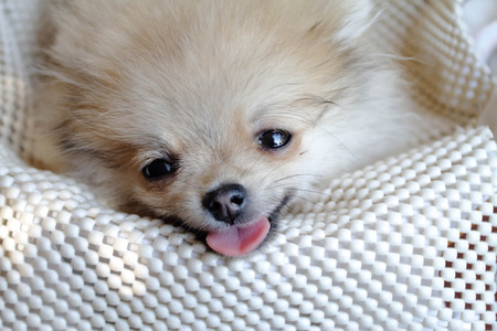 Sick dogの写真素材