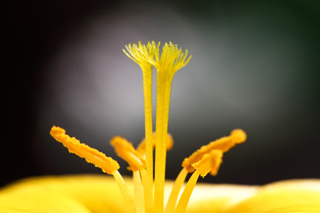 close up pollenの写真素材