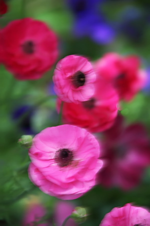 Flower vintage blur and little noise.