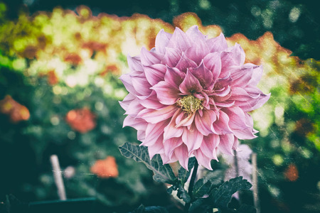 flower effect retro vintage style blur and nosie .の写真素材