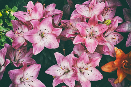 flower effect retro vintage style blur and nosie .の写真素材