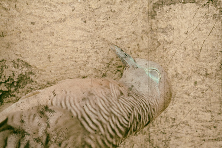 dead pigeon in vintage styleの写真素材