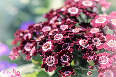 Flower vintage blur and little noise.の写真素材