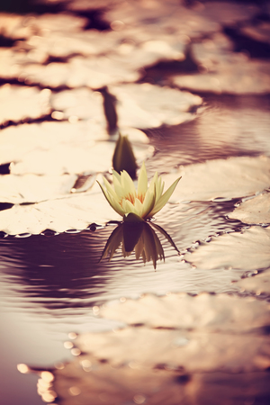 Vintage retro effect filtered hipster style image of asian lotusの写真素材