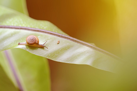Vintage photo of snail effect blur and softの写真素材