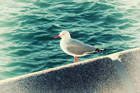 Seagull and effect vintage light soft and blure