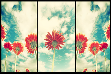 Abstract flower background in vintage style with soft selectiveの写真素材
