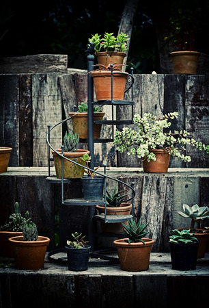 cactus on wood background and garden .effect vintage style blur and noise .の写真素材