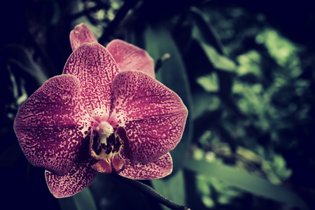 white flower and effect vintage style blur and noise .の写真素材