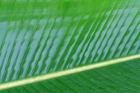 close up green banana leaf it wet .の写真素材