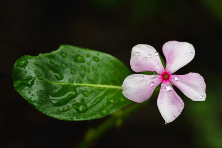 Pink flower after rainの写真素材