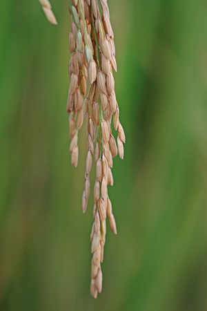close up rice fieldの写真素材