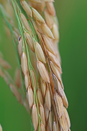close up rice fieldの写真素材