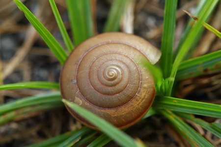 Snail shell on grass leaf. Beautiful nature macro, useful as backgroundの写真素材