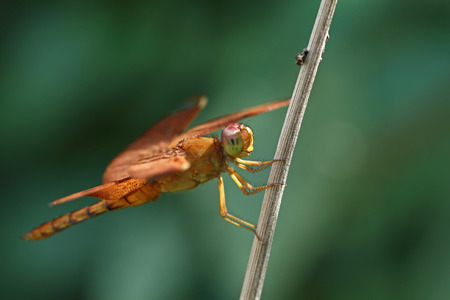 dragonflyの写真素材