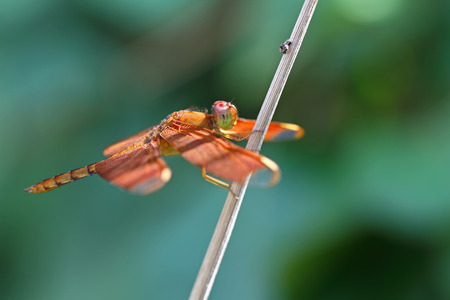 dragonflyの写真素材