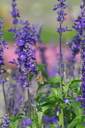 Bees eat pollen on white flowers. shot with a macro lensの写真素材