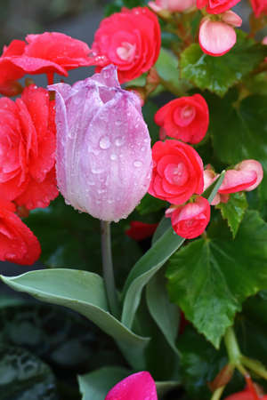 pink tulipsの写真素材