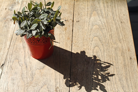 tree dried in a pot and a shadow on wood table.の写真素材