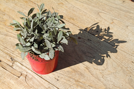 tree dried in a pot and a shadow on wood table.の写真素材