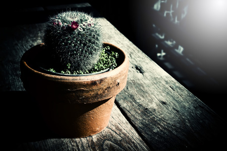 Cactusの写真素材
