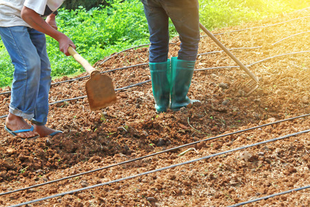 Gardeners are digging and soft lightの写真素材