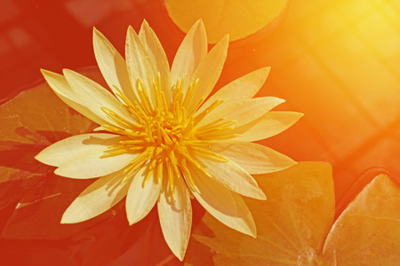 Yellow lotus and soft light with warm tone color.の写真素材