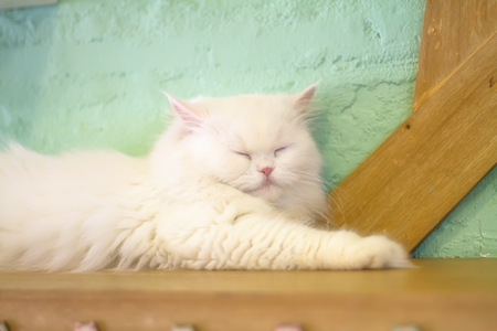 Cat sleep close up .の写真素材