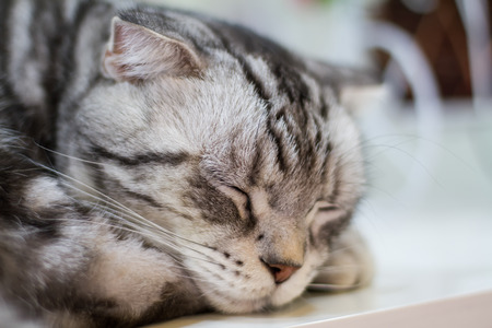 Cat sleep close up .の写真素材