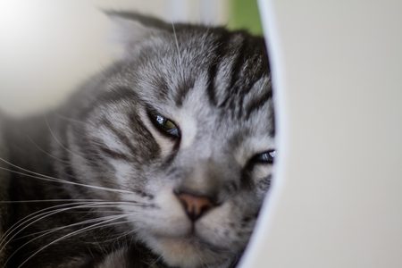 Cat sleep close up .soft focusの写真素材